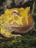 Albinistic Argentine or Ornate Horned Frog, Ceratophrys Ornata, South America