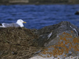 Herring Gull on its Nest on a Shore Rock, Larus Argentatus, Canada