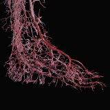 Buy Resin Cast of Foot from Full Term Fetus at AllPosters.com
