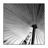 Buy Palm Feature III at AllPosters.com