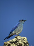 Male Mountain Bluebird (Sialia Currucoides), North America
