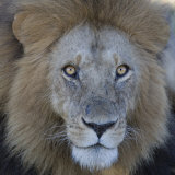 Male African Lion Face, Panthera Leo, Maasai Mara, Kenya, Africa