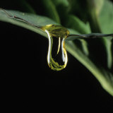Buy Oil Droplet Running Off an Oilseed Rape or Canola Leaf (Brassica Napus) at AllPosters.com