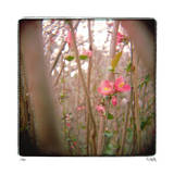 Quince Forest