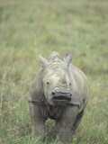 White Rhinoceros Calf, Ceratotherium Simum, an Endangered Species, Kenya, Africa