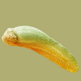 The Tadpole Stage of the Frog (Rana Pipiens) Life Cycle