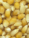 Buy Yellow and White Popcorn Seeds (Zea Mays Everta) at AllPosters.com