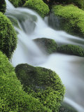 Small Mountain Stream and Moss-Covered Rocks, Great Smoky Mountains National Park, Tennessee, USA