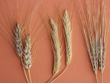 Buy Cereal Grains, Left to Right, : Wheat, Rye, and Barley at AllPosters.com