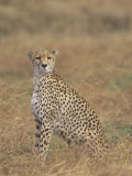 Cheetah, Acinonyx Jubatus, Surveying the Landscape for Prey, East Africa