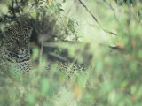 Leopard Protectively Colored in Savanna Vegetation, Panthera Pardus, East Africa