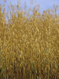 Oats Ready for Harvesting (Avena Sativa)