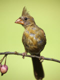 Immature Cardinal (Cardinalis Cardinalis), Eastern USA