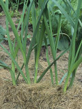 Buy Leeks (Allium Porrum), Varna Variety, Growing with Grass Clippings for Mulch at AllPosters.com