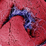 Buy Sperm Entering Oviduct at AllPosters.com
