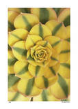 Buy Sunburst at AllPosters.com
