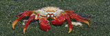 Sally Lightfoot Crab, Santiago Island, Galapagos Islands