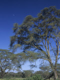 Buy Yellow Fever Acacias, Acacia Xanthophloea, Nakuru, Kenya, Africa at AllPosters.com
