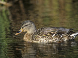 Female Mallard Swimming, Anas Platyrhynchos, North America