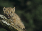 Canada Lynx Kitten, Lynx Canadensis, North America