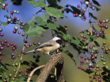 Carolina Chickadee (Poecile Carolinensis) in Wild Grapes, USA