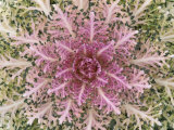 Buy Decorative or Ornamental Kale, Brassica Oleracea at AllPosters.com