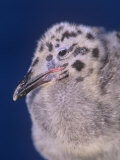 Western Gull Chick, Larus Occidentalis, California, USA