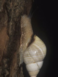 Florida Tree Snail (Liguus Fasciatus) Feeding on Algae and Fungi, Florida, USA