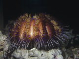 Buy Fire Sea Urchin, Asthenosoma, Tropical South Pacific Ocean at AllPosters.com