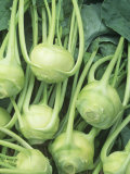 Buy Kohlrabi Harvest, Grand Duke Variety at AllPosters.com