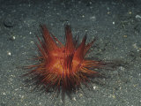 Buy Sea Urchin, Astripyga Radiata, Indonesia at AllPosters.com