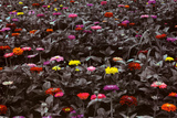 Meadow