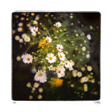 Buy Starburst at AllPosters.com