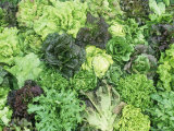 Buy Heirloom Lettuce Varieties at AllPosters.com