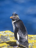 Rockhopper Penguin, Eudyptes Chrysocome, Falkland Islands