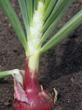 Buy Red Storage Onion, Mars Variety (Allium Cepa) at AllPosters.com