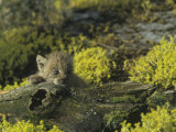 Canada Lynx Kitten, Lynx Canadensis, North America