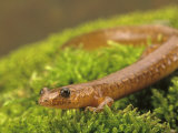Northern Spring Salamander (Gyrinophilus Porphyriticus Porphyriticus), Eastern North America