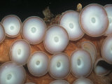 Suckers of the Giant Pacific Octopus. (Octopus Dolfeini) Pacific Coast of North America