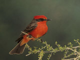 Vermilion Flycatcher (Pyrocephalus Rubinus), Arizona, USA