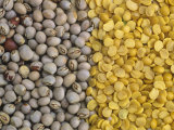 Buy Whole and Split Pigeon Peas, Cajanus Cajun at AllPosters.com