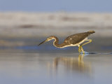 Tricolored Heron in its Pre-Strike Posture