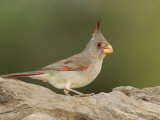 Pyrrhuloxia, Cardinalis Sinuatis, Female, Southwestern USA