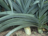 Buy Leeks, Allium Porrum, Giant Winter Wila Variety at AllPosters.com