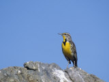 Western Meadowlark, Sturnella Neglecta, Western USA