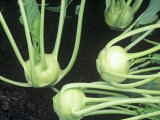 Buy Kohlrabi, Grand Duke Hybrid at AllPosters.com