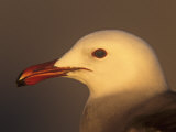 Heermann's Gull Adult Head, Larus Heermanni, California, USA