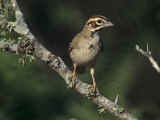 Lark Sparrow, Chondestes Grammacus, Texas, USA
