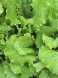 Lettuce Leaves of the Black-Seeded Simpson Variety (Lactuca Sativa)
