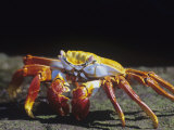 Sally Lightfoot Crab, Grapsus Grapsus, Galapagos Islands